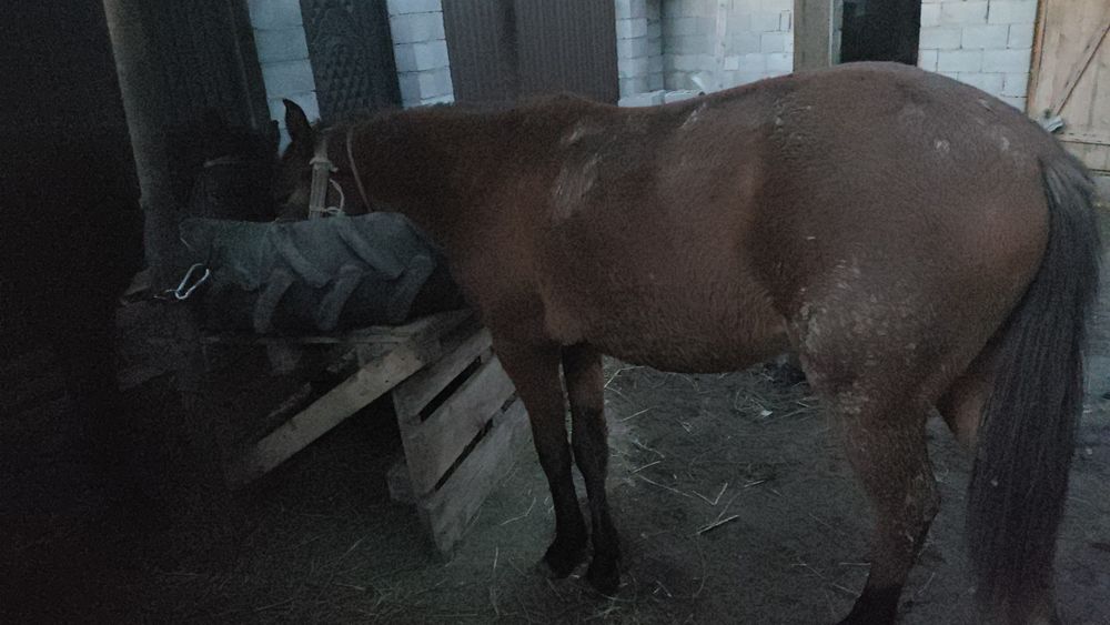 Байталдар сатамын