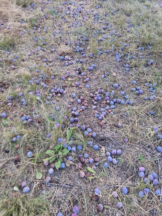 Vând Prune albe si gogosele