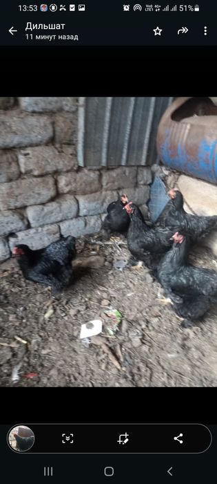 Куры  Брамы Кохикин