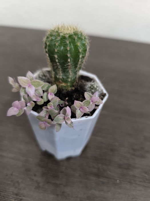 Кактусы для компьютера- стильно и полезно!