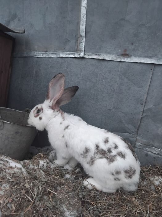 De vânzare iepuri uriaș german