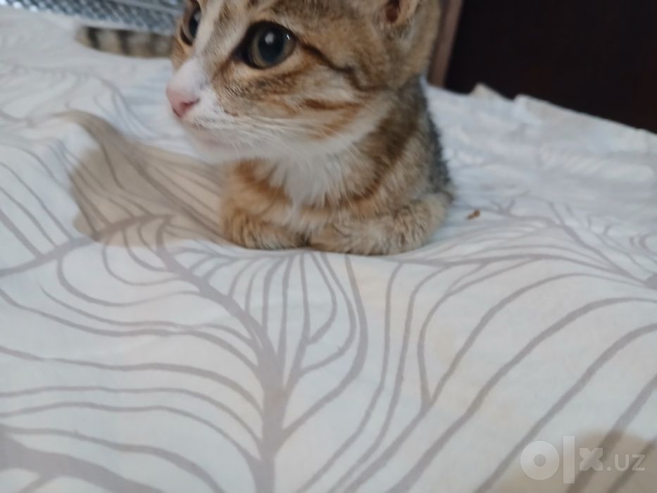 Mushuk yaxshi qollarga beriladi