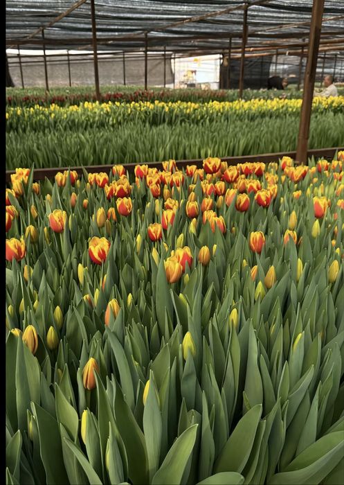 Тюльпаны на 8 марта