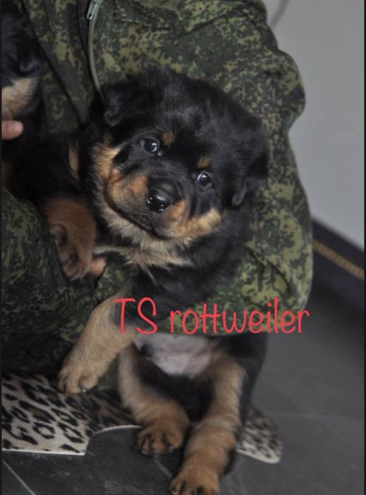 Щенки ротвейлера ADRK линия