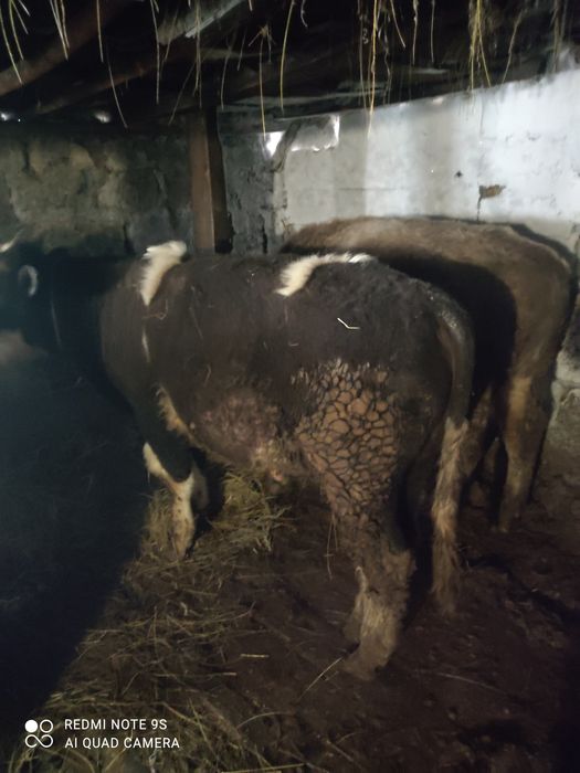 Продам бычков стоят на откорме