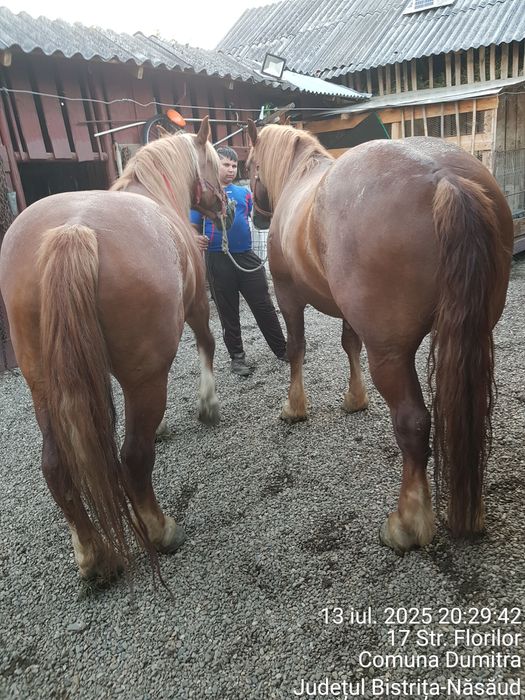 Vând pereche de caii