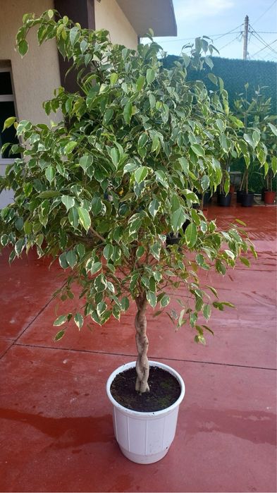 Ficus benjamina , catalpa