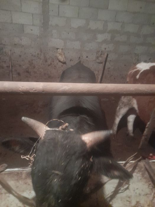 Buqachalar sotiladi