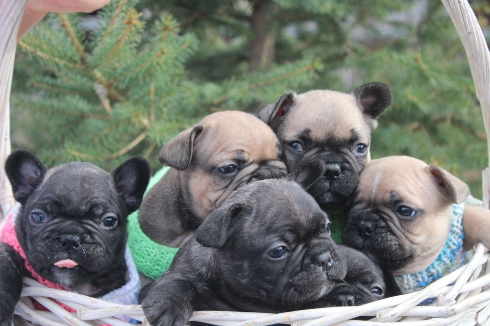 Предлагаются к продаже Французкие бульдоги