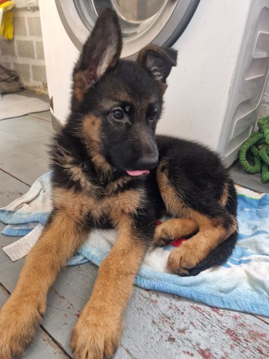 Щенок немецкой овчарки