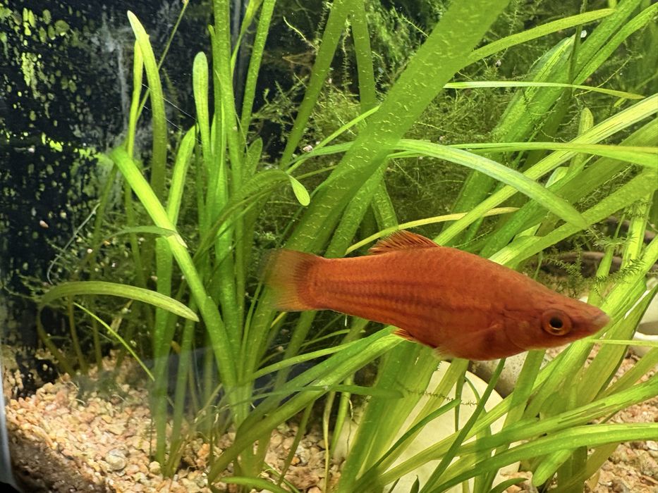 Обменяю рыбок меченосцев