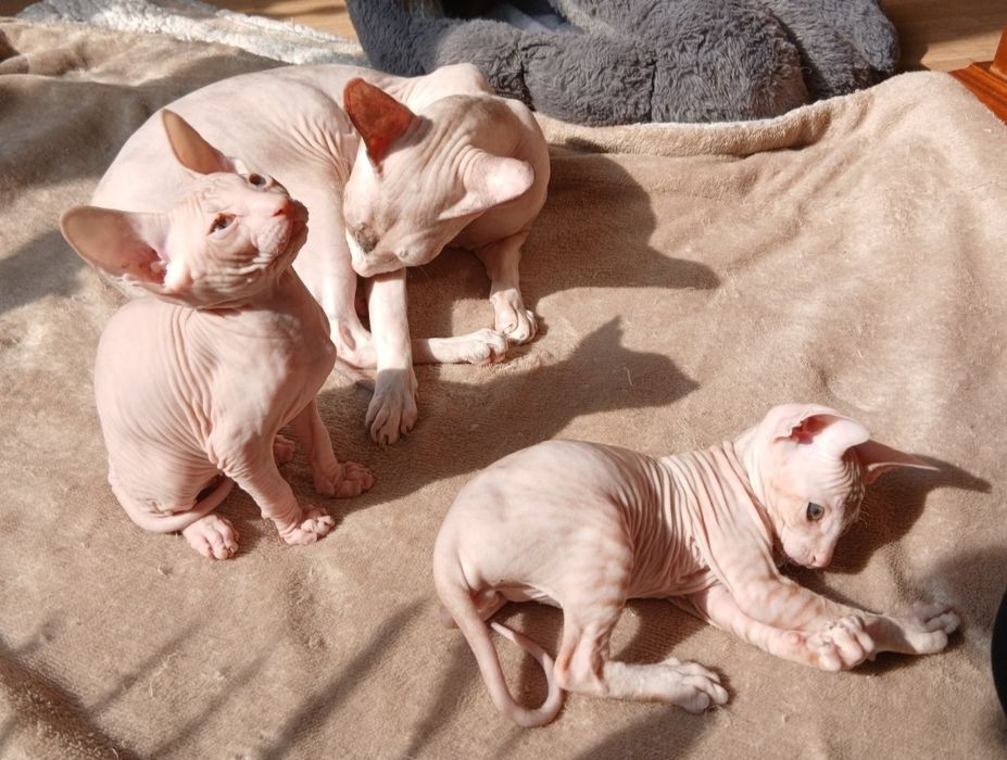 Сфинкс Питерболд