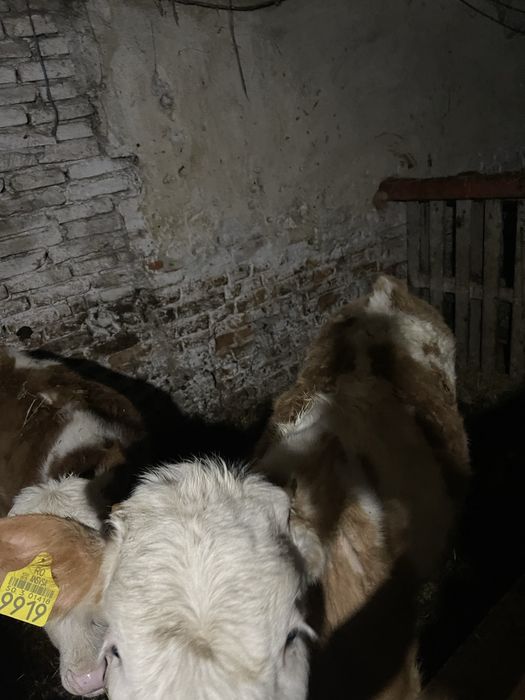 Vand 5 taurasi si o vitea