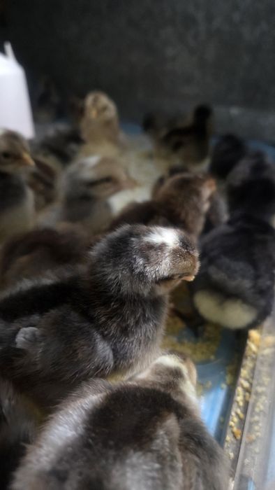 Цыплята Легбар (голубое яйцо)