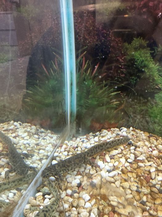 Полдам трех тритонов