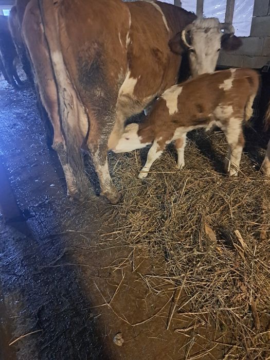 Vand vaca baltata varsta 6 ani cu vitica