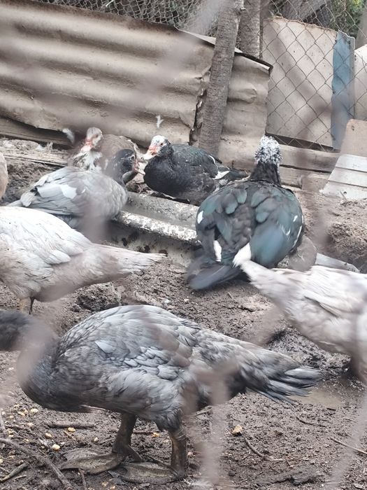 Индоутки семейка