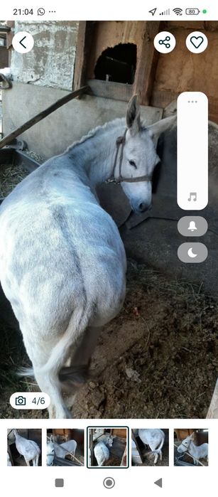 Продам осла мальчика