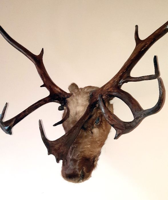 Рога от северен елен