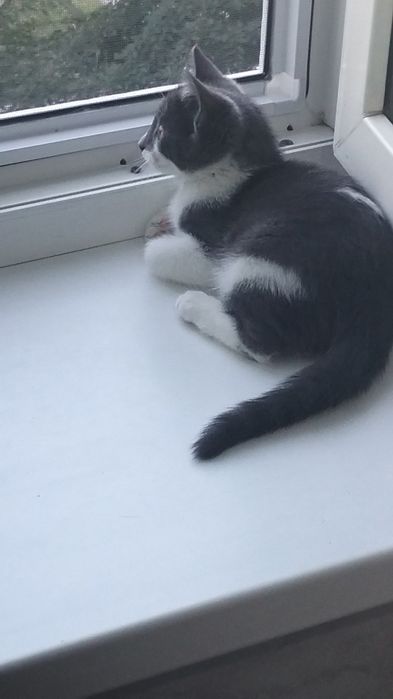 Отдам котенка в добрые руки