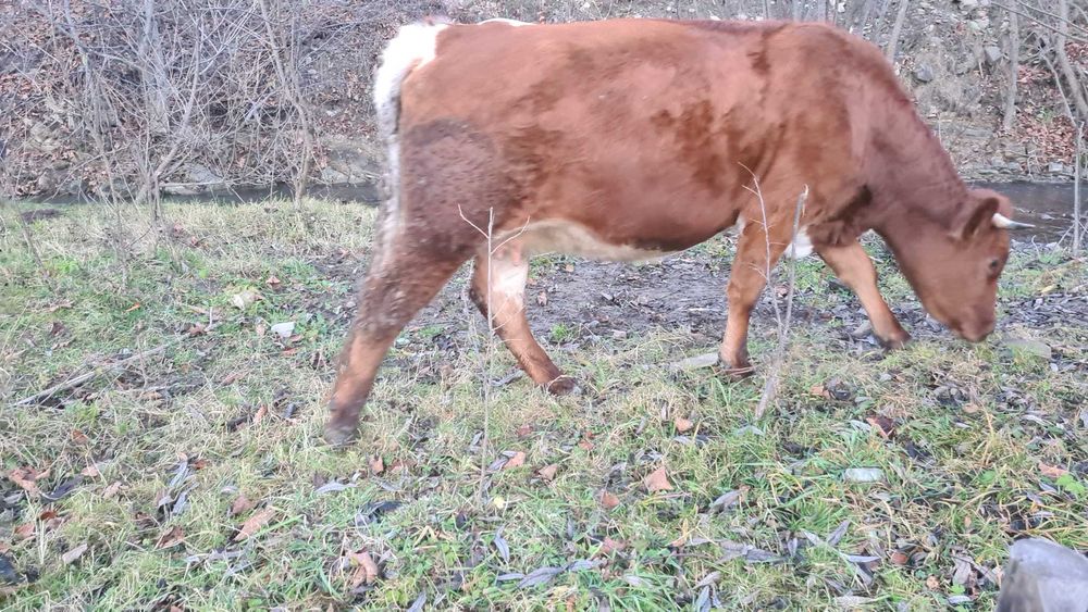 Vaca de vanzare gestanta