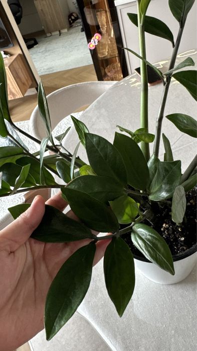 Цветы комнатные замиокулькасы