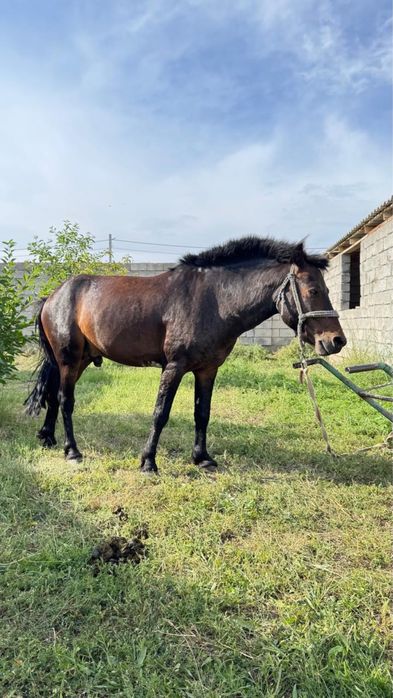 Продам пони очень спокойный прирученный