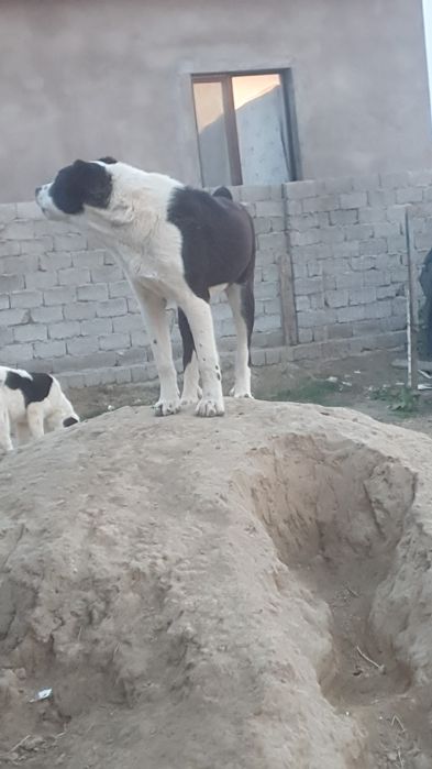 Алабай кушуктер сатлады