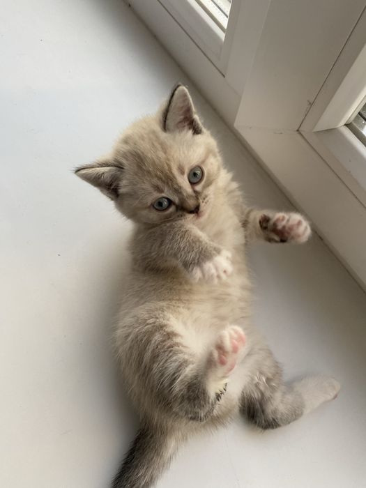 Бедоснежная шиншилла