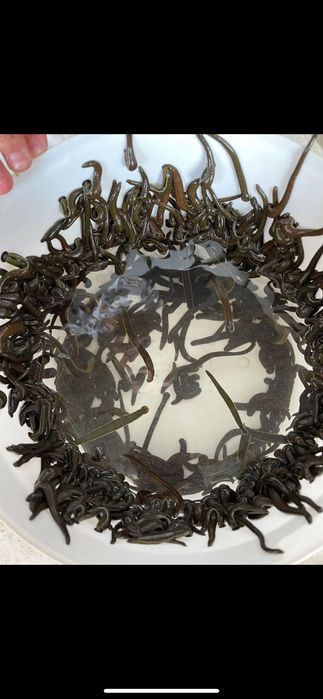 свежее пиявки продаже