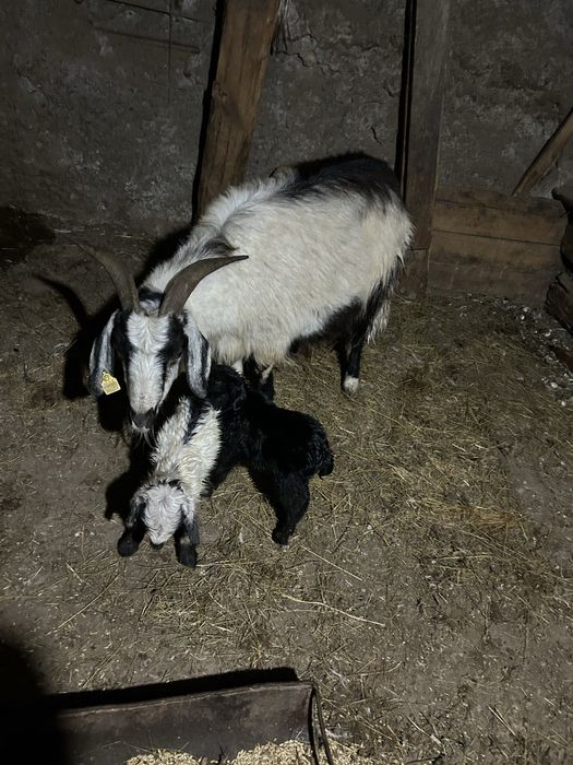 Продам коз с козлятами!
