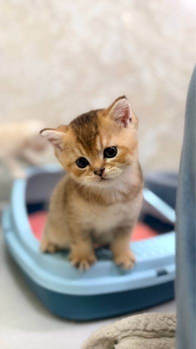 Шотландские прямоухие котята (Scottish Straight)