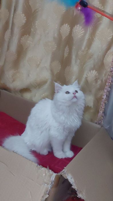 Britanskiy scottish fold long hair