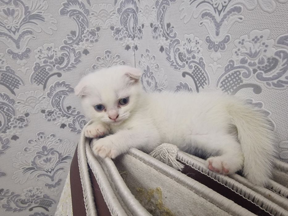 Котенок Шотландская Вислоухая