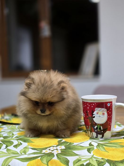 Померанче мини момченце шоко тан!