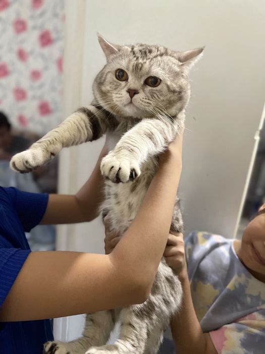 кот британец  ищет кошку для вязки