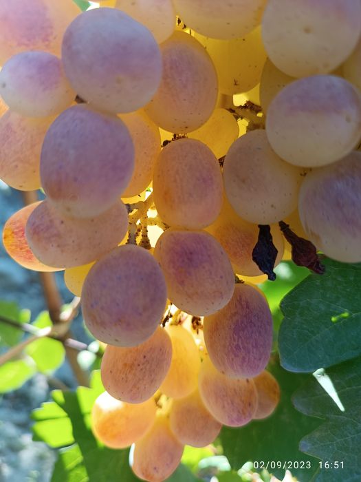 UZUM TOYIFI narxi 15 ming so'm