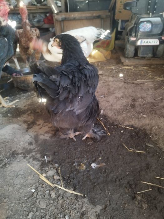 Продам подрошенных цыплят