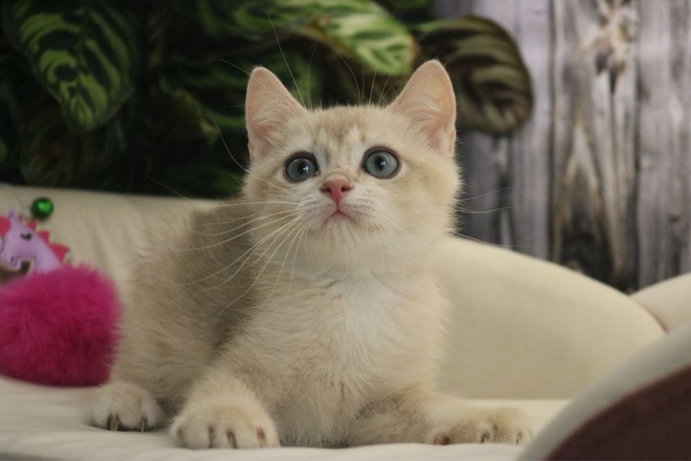 Британские мальчики