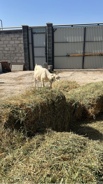 Дойные козы село шалкар