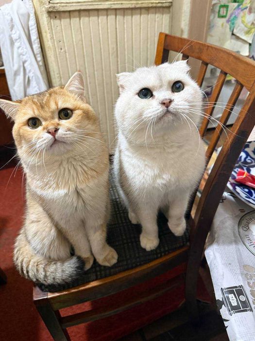 вязка коты шиншиллы