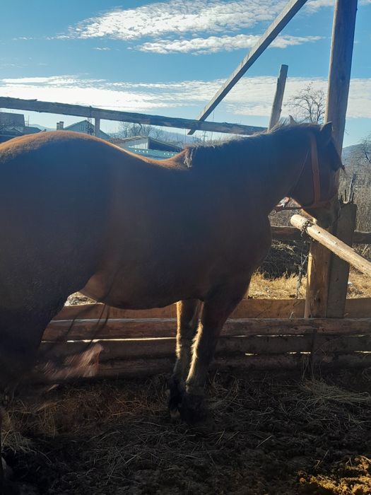 Vând o iapa ai un armăsar de doi ani