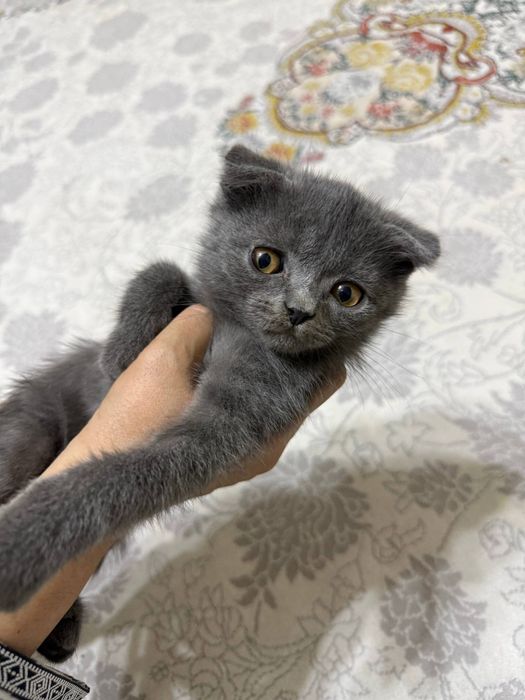 Котенок на продажу