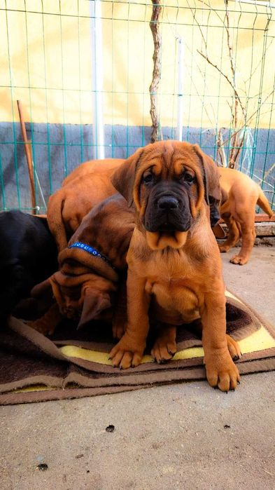 Pui Tosa Inu cu pedigree