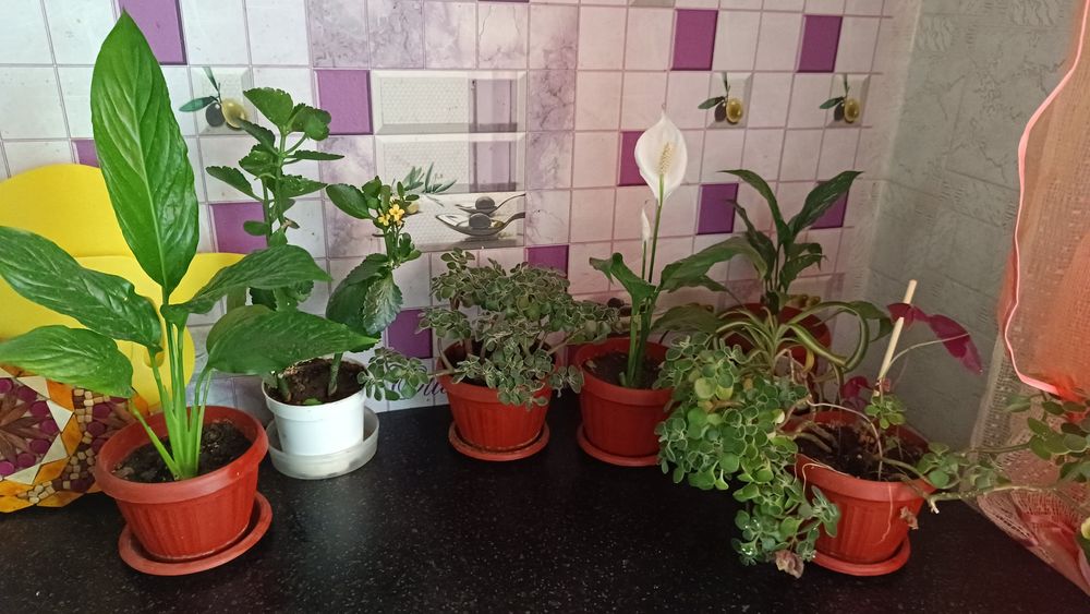 Различные цветочки