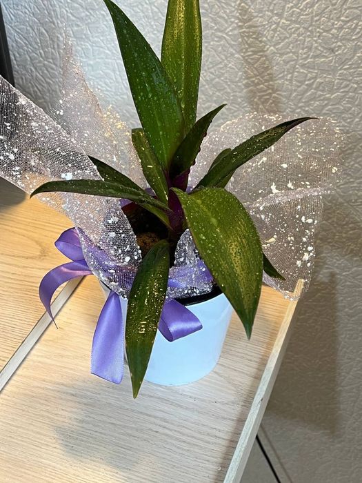 Цветы для дома, офиса и в подарок