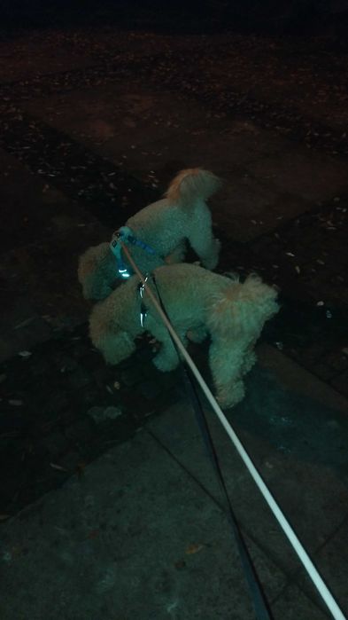 Разхождане на кучета