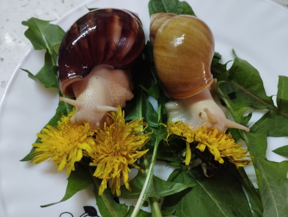 Улитки ахатина домашник