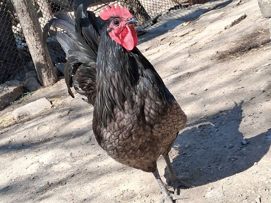 Oua de incubat australorp
