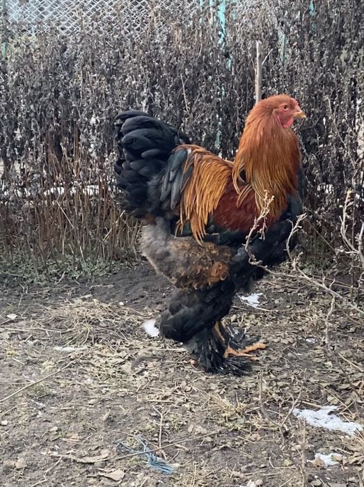 Oua brahma potarnichiu